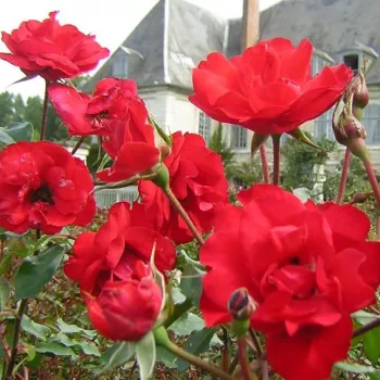 Rosa La Sevillana® - rdeča - Vrtnice Floribunda
