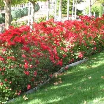 Červený - záhonová ruža - floribunda   (80-100 cm)