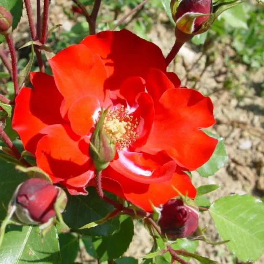Rojo - Rosa - La Sevillana® - rosal de pie alto
