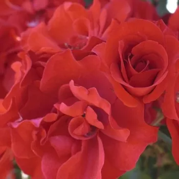 Rosa La Sevillana® - rosa sin fragancia - Árbol de Rosas Flor Simple - rosal de pie alto - rojo - Marie-Louise (Louisette) Meilland- forma de corona tupida - Rosal de árbol con una multitud de flores planas de pocos pétalos.