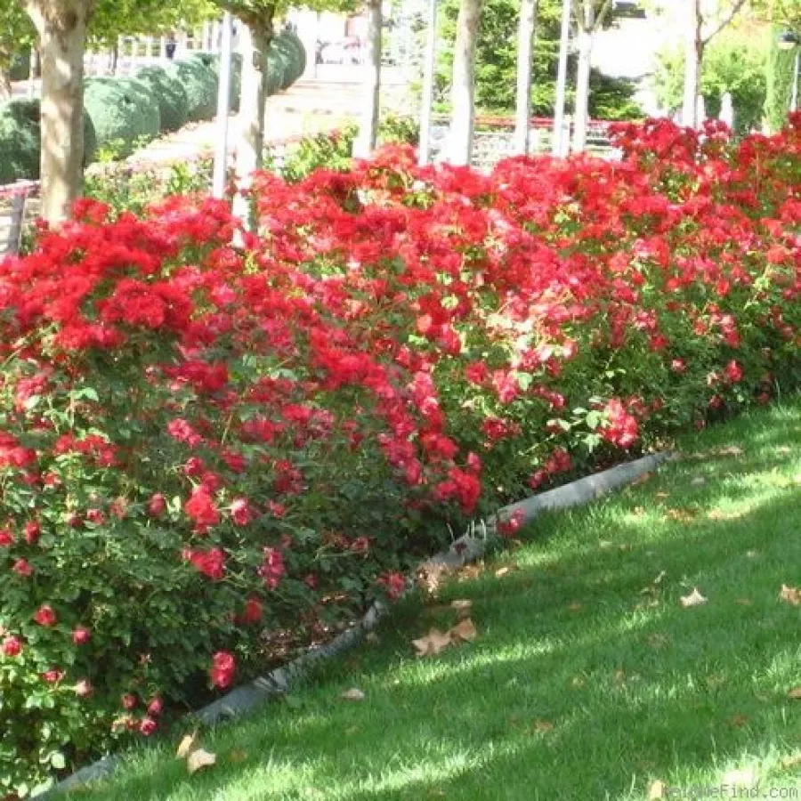 Egyszerű virágú - Rózsa - La Sevillana® - online rózsa vásárlás