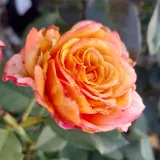 Sárga - rózsaszín - virágágyi grandiflora - floribunda rózsa - Online rózsa vásárlás - Rosa La Villa Cotta ® - diszkrét illatú rózsa - pézsma aromájú