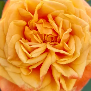 Rózsa rendelés online - sárga - rózsaszín - virágágyi grandiflora - floribunda rózsa - La Villa Cotta ® - diszkrét illatú rózsa - pézsma aromájú - (90-120 cm)