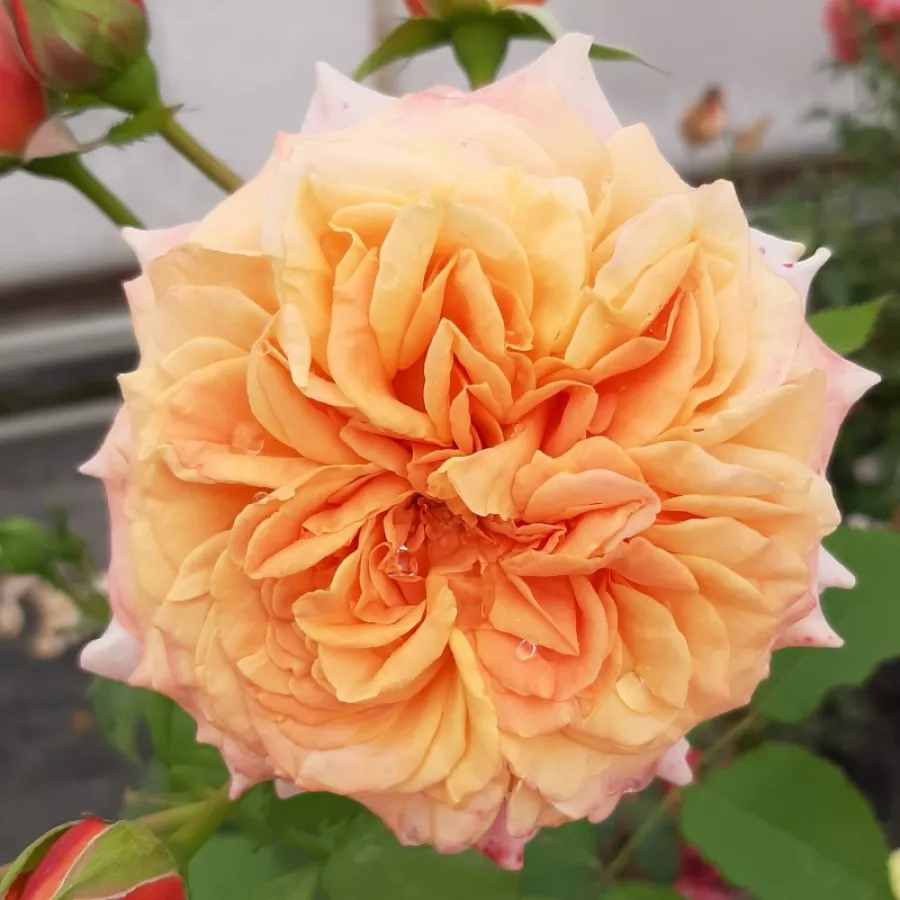 Záhonová ruža - grandiflora - floribunda - Ruža - La Villa Cotta ® - Ruže - online - koupit