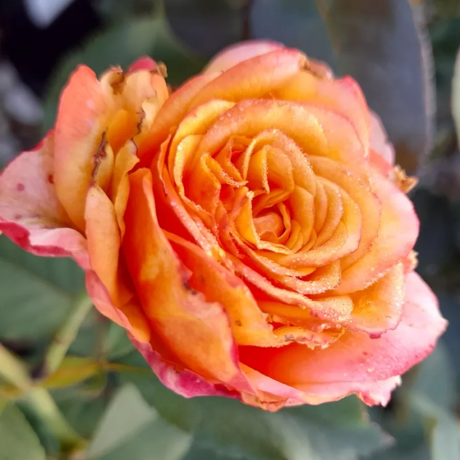 Galben - roz - Trandafiri - La Villa Cotta ® - Trandafiri online