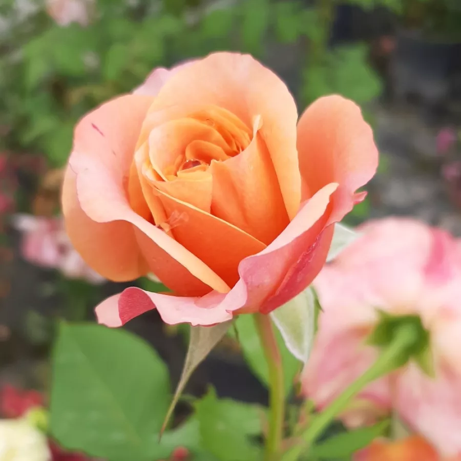 Róża z dyskretnym zapachem - Róża - La Villa Cotta ® - Szkółka Róż Rozaria