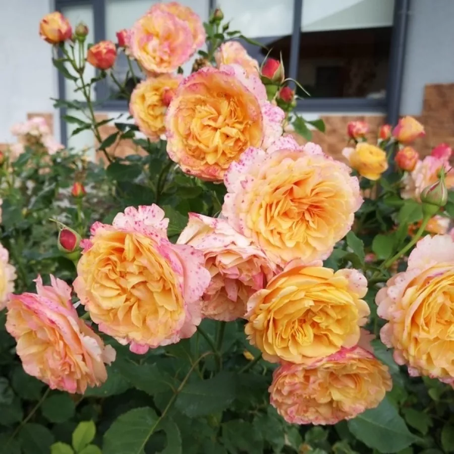 KORbamflu - Róża - La Villa Cotta ® - Szkółka Róż Rozaria