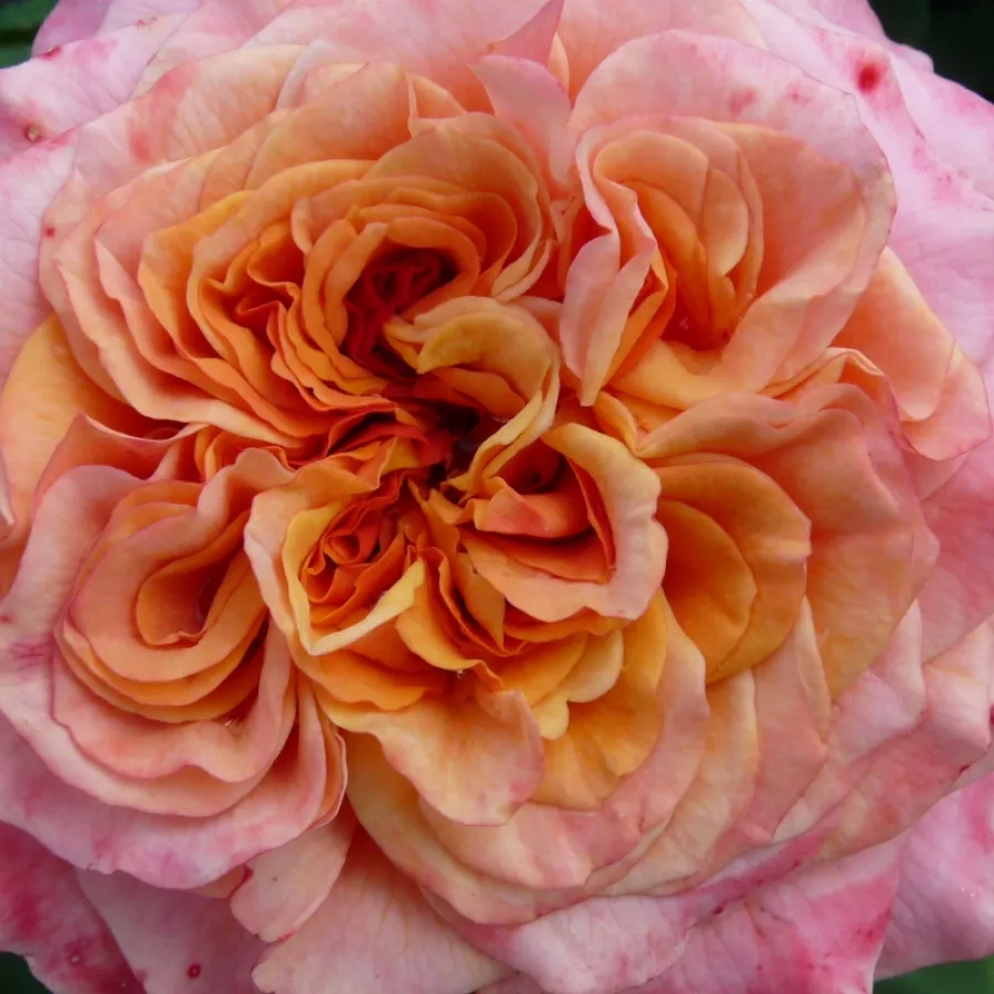 Grandiflora - Floribunda - Rosa - La Villa Cotta ® - Produzione e vendita on line di rose da giardino