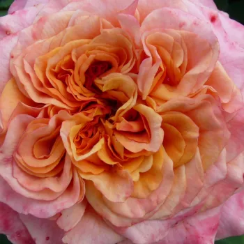 Róże krzewy, sadzonki - róże rabatowe grandiflora - żółty - różowy - róża z dyskretnym zapachem - La Villa Cotta ® - (90-120 cm)