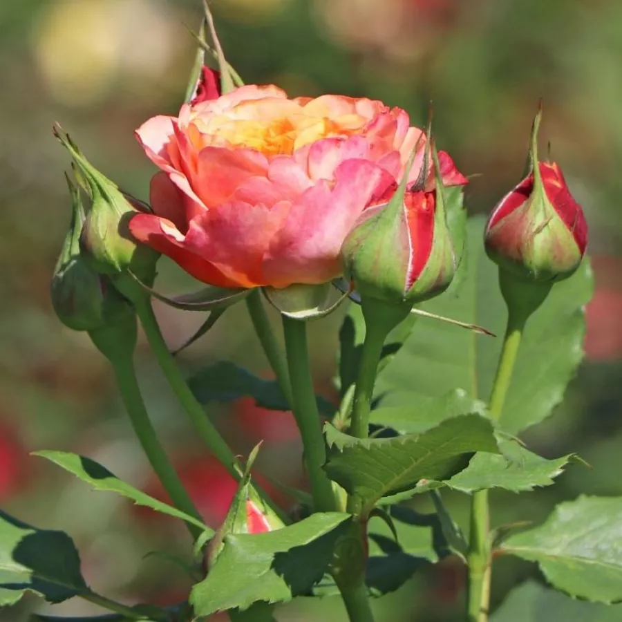árbol de rosas inglés- rosal de pie alto - Rosa - La Villa Cotta ® - rosal de pie alto
