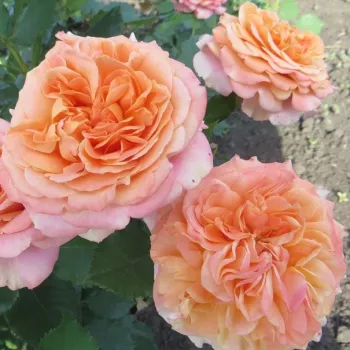 Żółty - różowy - róża pienna - Róże pienne - z kwiatami róży angielskiej