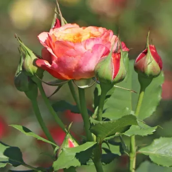 Rosa La Villa Cotta ® - jaune - rose - Rosier aux fleurs anglaises - rosier à haute tige - buissonnant