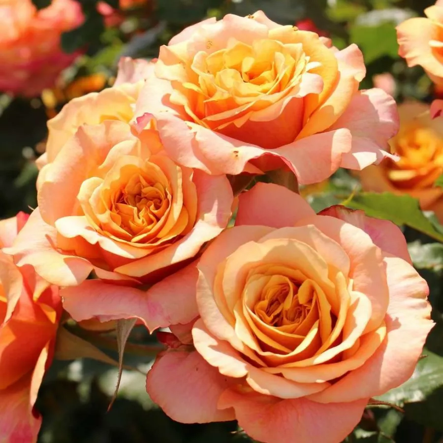 Trandafiri Grandiflora - Floribunda - Trandafiri - La Villa Cotta ® - comanda trandafiri online