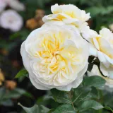 Fehér - virágágyi floribunda rózsa - Online rózsa vásárlás - Rosa Lady Romantica® - diszkrét illatú rózsa - vanilia aromájú