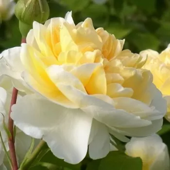 Online rózsa vásárlás - fehér - virágágyi floribunda rózsa - Lady Romantica® - diszkrét illatú rózsa - vanilia aromájú - (60-100 cm)