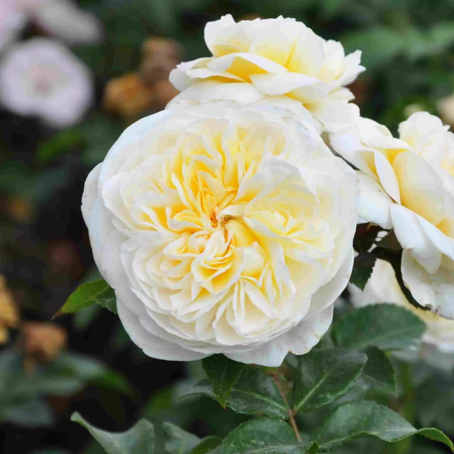 Róże rabatowe grandiflora - floribunda - Róża - Lady Romantica® - Szkółka Róż Rozaria