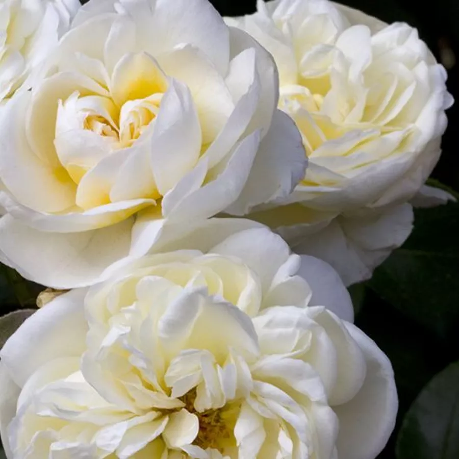 Biely - Ruža - Lady Romantica® - Ruže - online - koupit