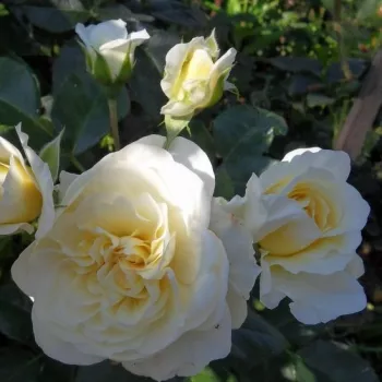 Rosa Lady Romantica® - biały - róże rabatowe grandiflora - floribunda