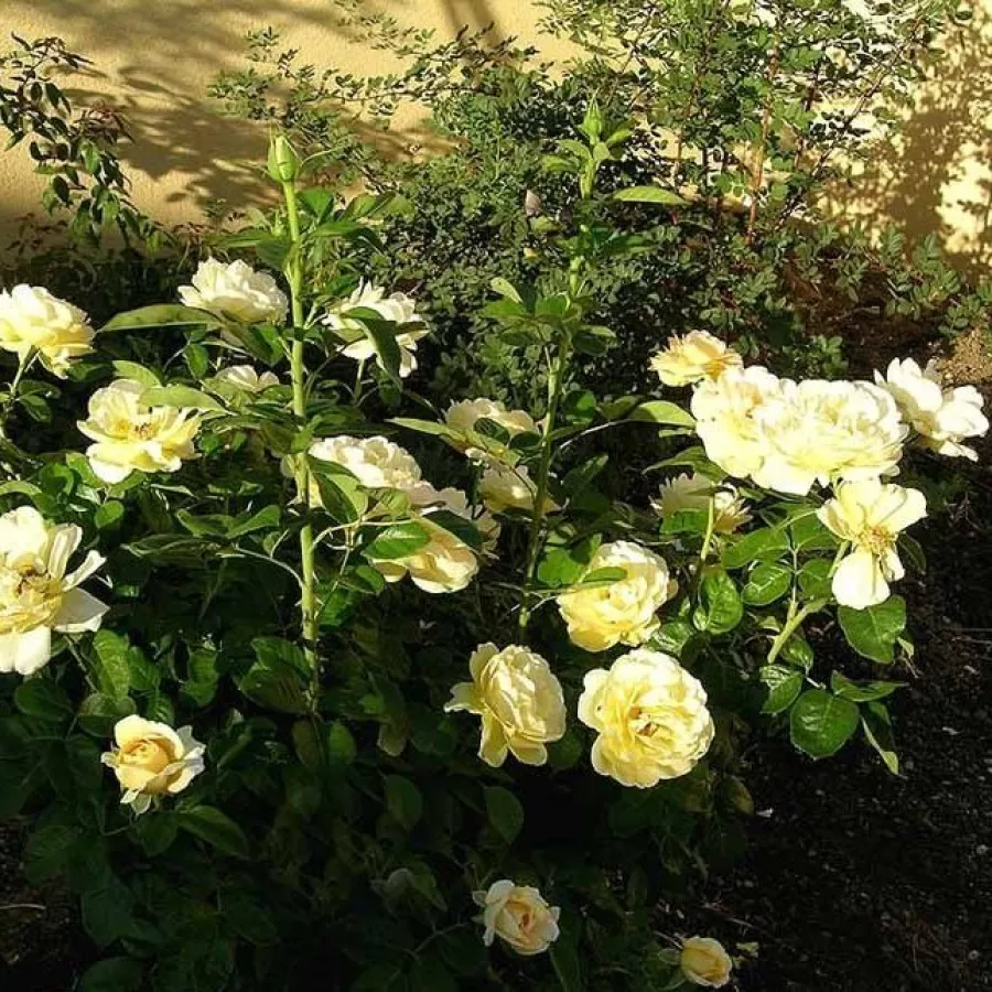 MEIperette - Rosa - Lady Romantica® - Produzione e vendita on line di rose da giardino