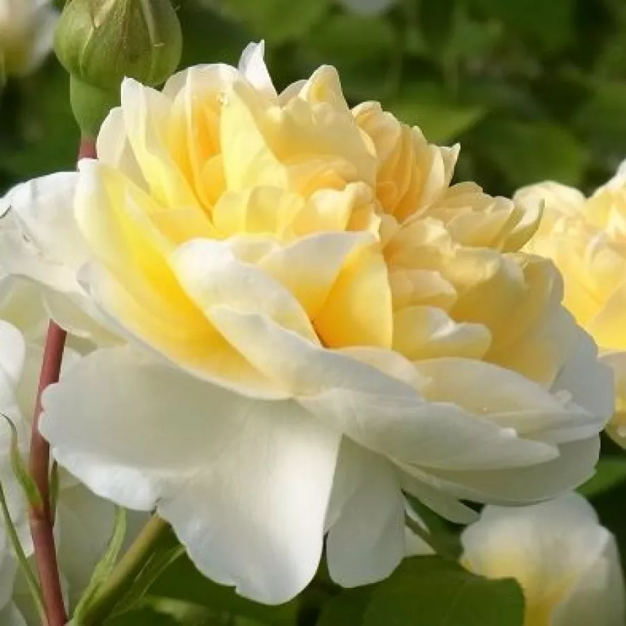 Floribunda - Roza - Lady Romantica® - Na spletni nakup vrtnice