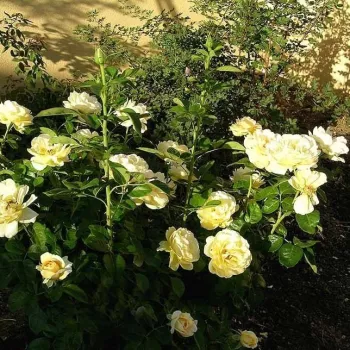Krémová - Stromkové ruže s kvetmi anglických ružístromková ruža s kríkovitou tvarou koruny
