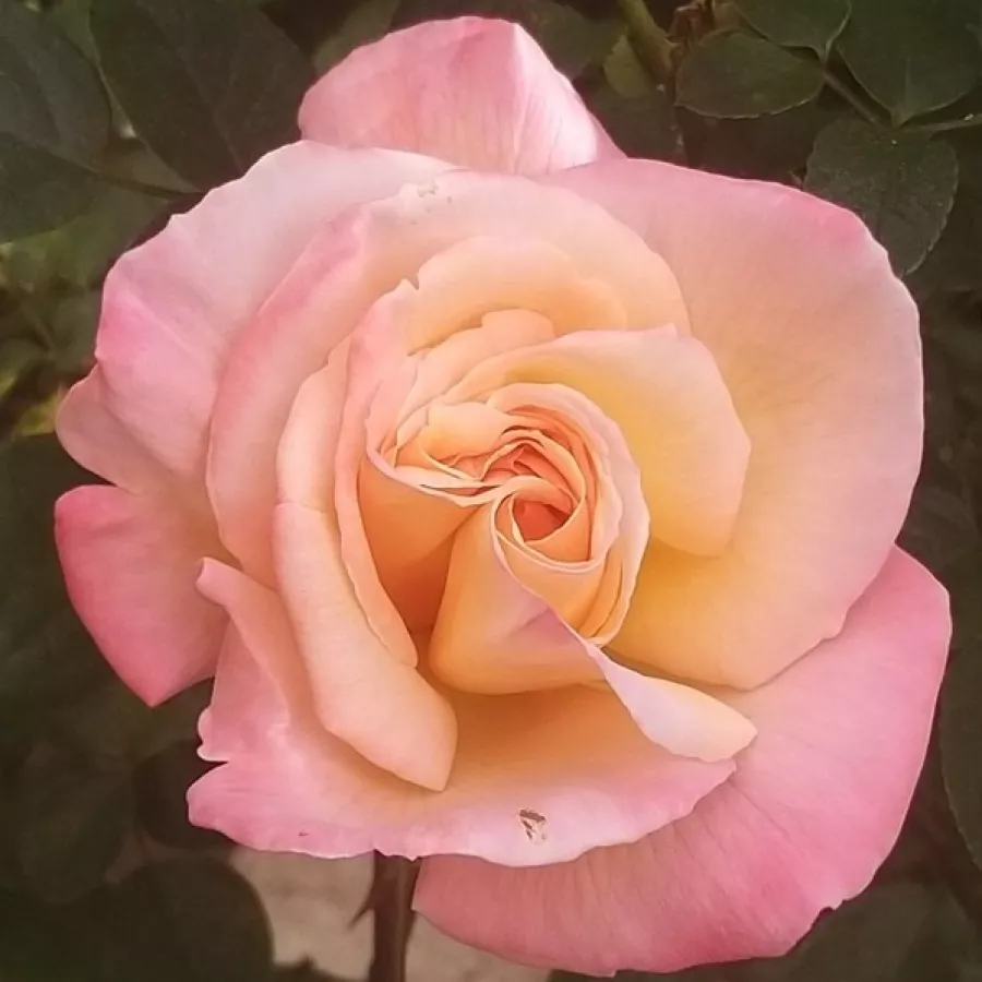 Rose Ibridi di Tea - Rosa - Laetitia Casta® - Produzione e vendita on line di rose da giardino