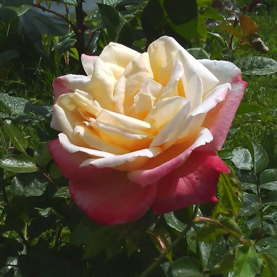 Alb - roz - Trandafiri - Laetitia Casta® - Trandafiri online