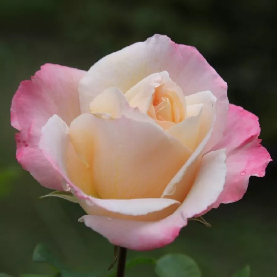 Róża z intensywnym zapachem - Róża - Laetitia Casta® - Szkółka Róż Rozaria