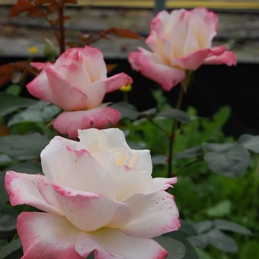 MEIlampario - Rosa - Laetitia Casta® - Produzione e vendita on line di rose da giardino