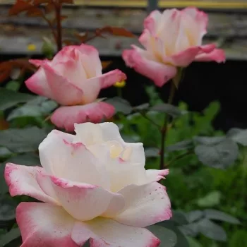 Krémszínű - rózsaszín sziromszél - teahibrid rózsa - intenzív illatú rózsa - barack aromájú