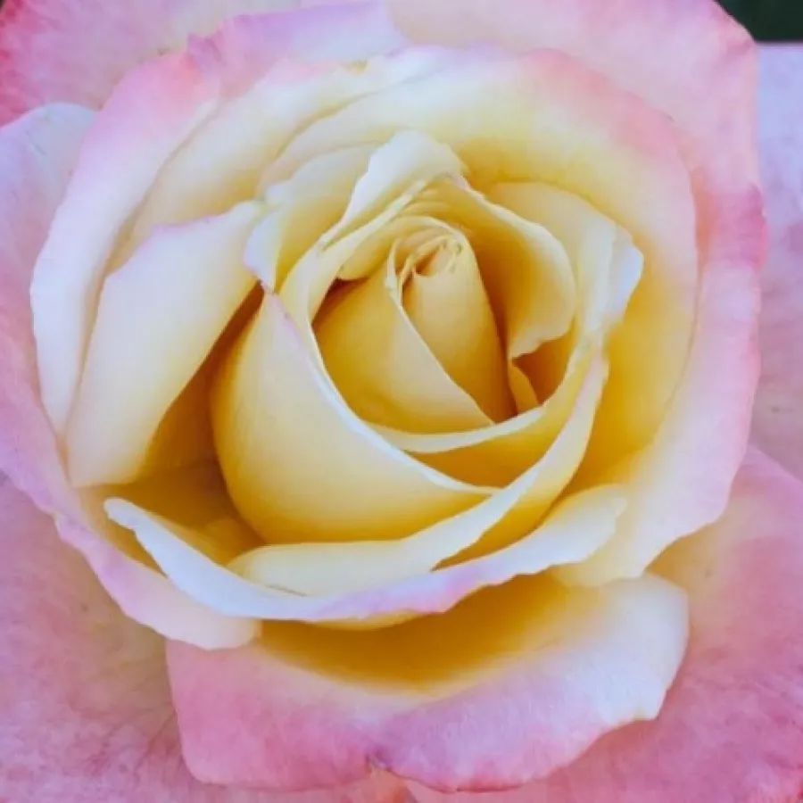 Hybrid Tea - Rosa - Laetitia Casta® - Produzione e vendita on line di rose da giardino