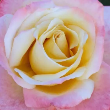 Rózsa kertészet - teahibrid rózsa - fehér - rózsaszín - intenzív illatú rózsa - barack aromájú - Laetitia Casta® - (70-130 cm)