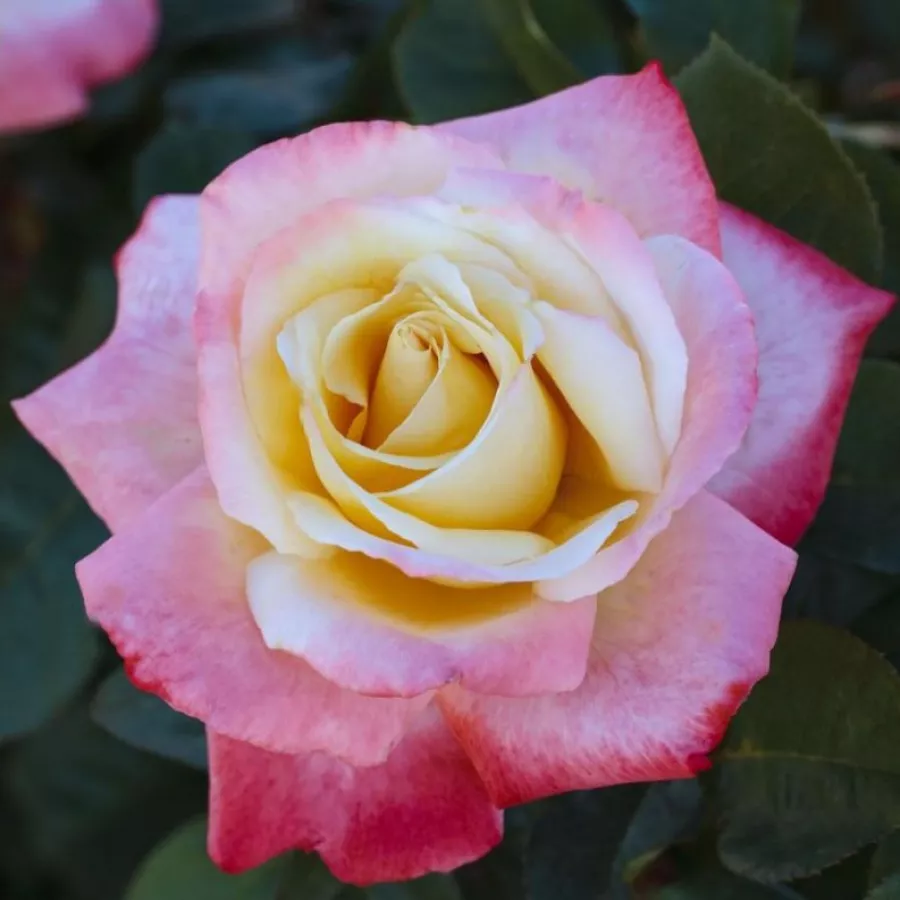 Fehér - rózsaszín - Rózsa - Laetitia Casta® - Kertészeti webáruház