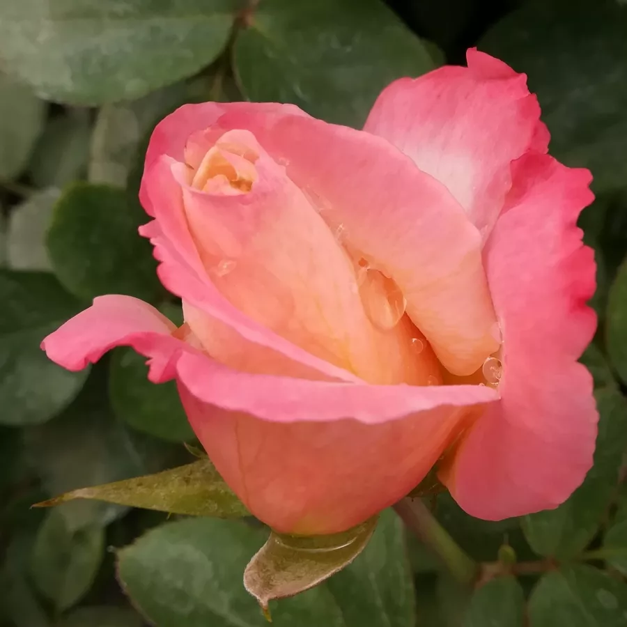 Róża pienna - Róże pienne - z kwiatami hybrydowo herbacianymi - Róża - Laetitia Casta® - 