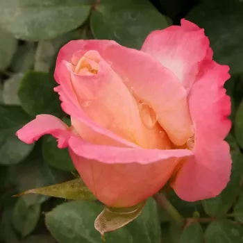 Rosa Laetitia Casta® - alb - roz - trandafiri pomisor - Trandafir copac cu trunchi înalt – cu flori teahibrid