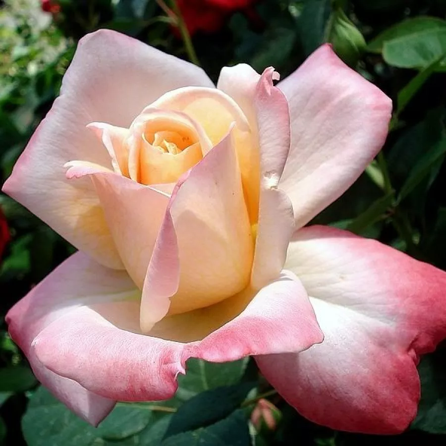 120-150 cm - Rosa - Laetitia Casta® - rosal de pie alto