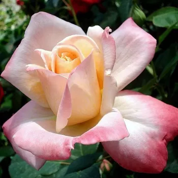 Krémszínű - rózsaszín sziromszél - teahibrid virágú - magastörzsű rózsafa - intenzív illatú rózsa - barack aromájú