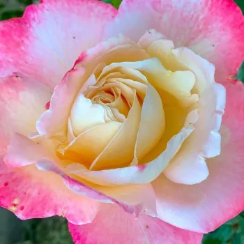 Online rózsa vásárlás - teahibrid virágú - magastörzsű rózsafa - fehér - rózsaszín - Laetitia Casta® - intenzív illatú rózsa - barack aromájú