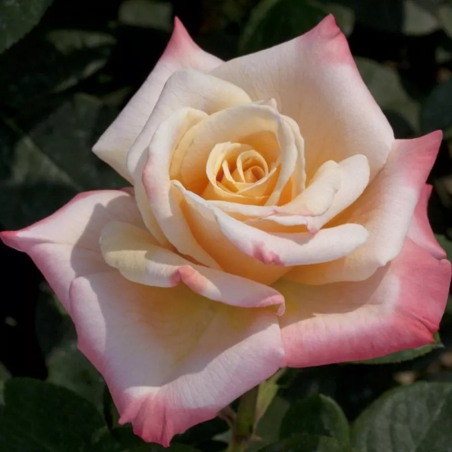 Trandafiri hibrizi Tea - Trandafiri - Laetitia Casta® - comanda trandafiri online