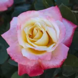 čajohybrid - biela - ružová - Rosa Laetitia Casta® - intenzívna vôňa ruží - broskyňová aróma