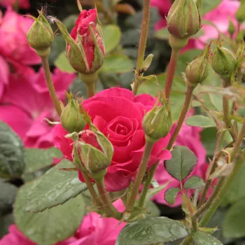 Rosa Lafayette - ružová - záhonová ruža - polyanta