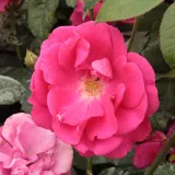 Różowy - róża pienna - Rosa Lafayette - róża bez zapachu