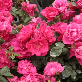 Roz închis - trandafiri pomisor - Trandafir copac cu trunchi înalt – cu flori în buchet