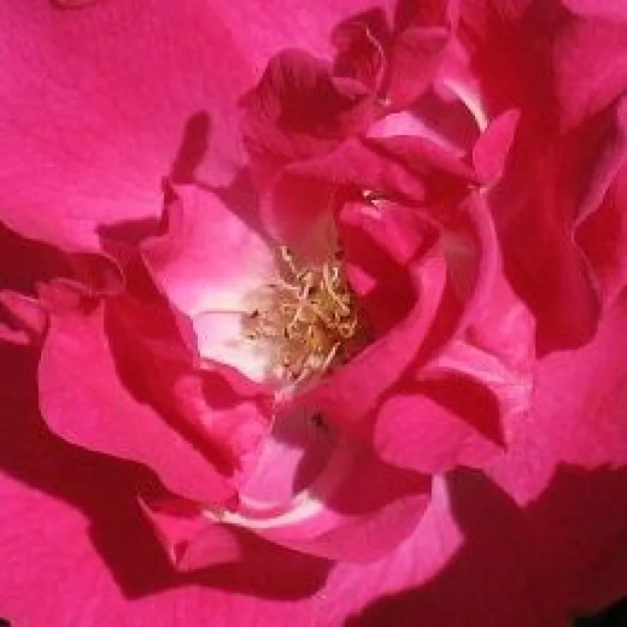 En grupo - Rosa - Lafayette - rosal de pie alto