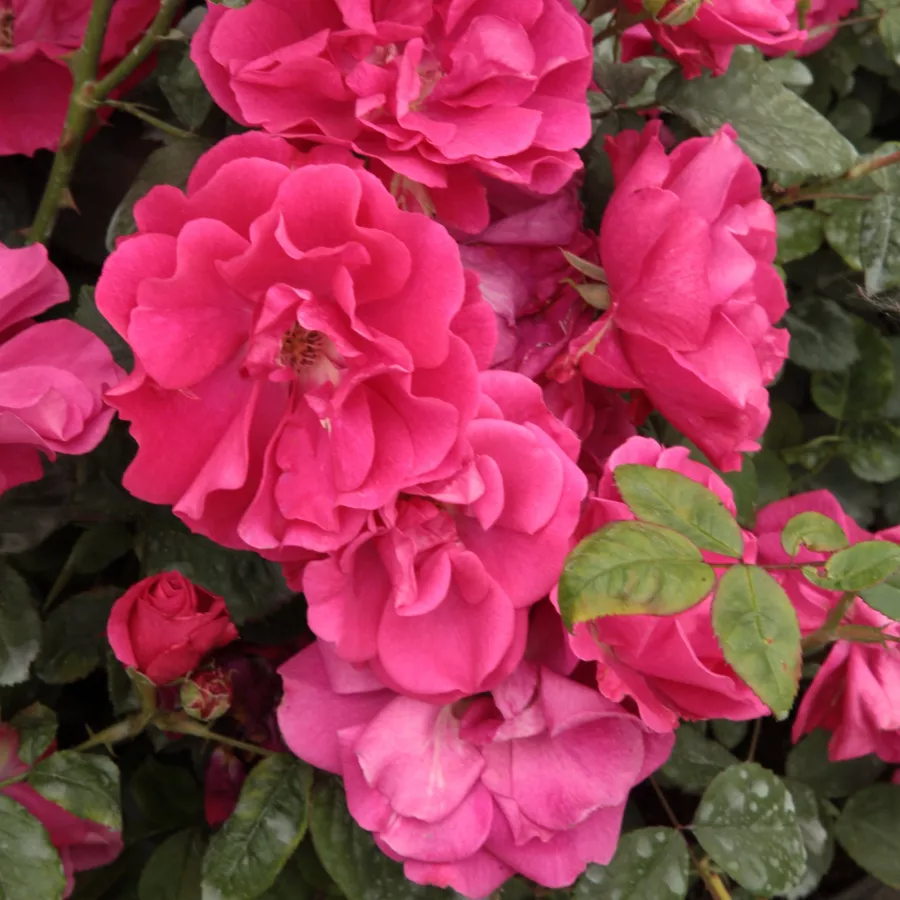 Trandafiri Polianta - Trandafiri - Lafayette - comanda trandafiri online