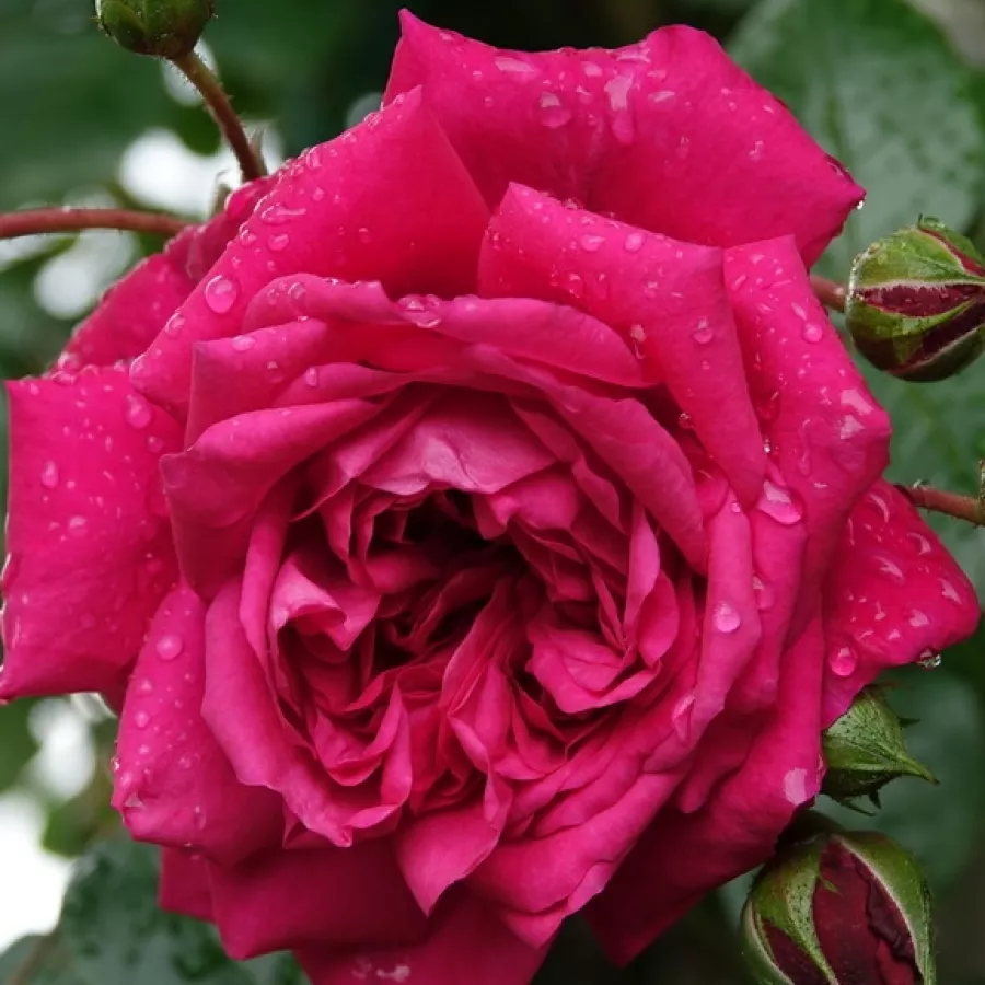 Vrtnica plezalka - Climber - Roza - Laguna® - Na spletni nakup vrtnice