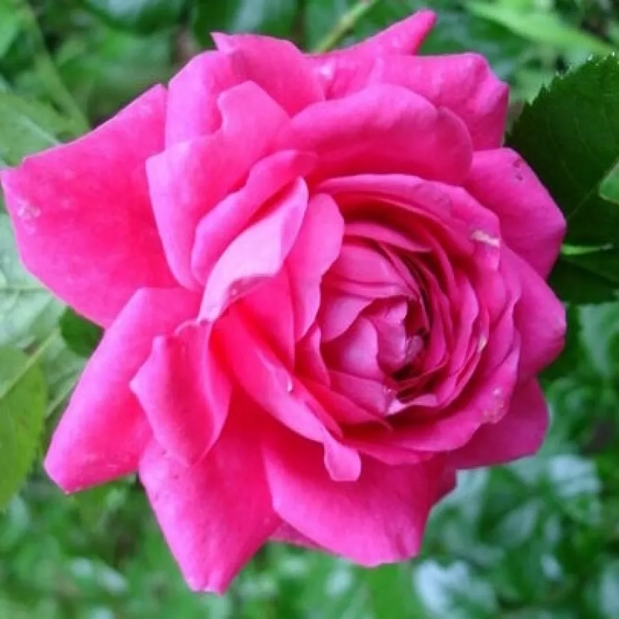Różowy - Róża - Laguna® - Szkółka Róż Rozaria