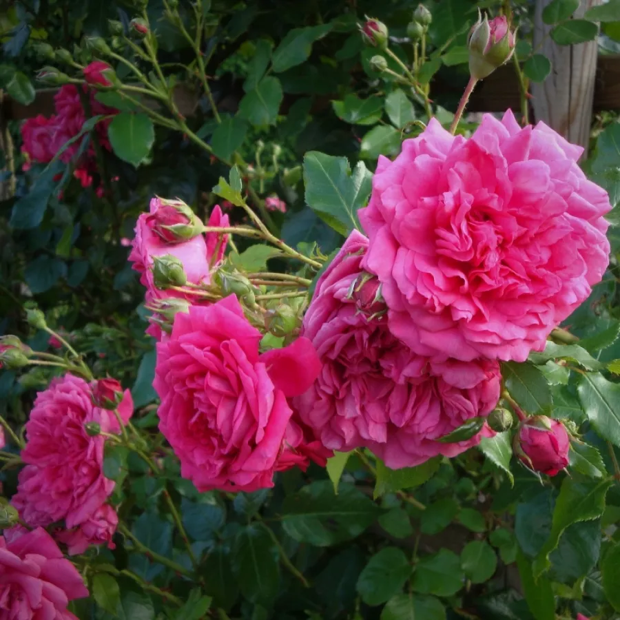 Rosa intensamente profumata - Rosa - Laguna® - Produzione e vendita on line di rose da giardino