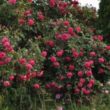 Ružičasta - Ruža puzavica   (200-300 cm)