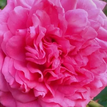 Ružová - školka - eshop  - climber, popínavá ruža - ružová - intenzívna vôňa ruží - škorica - Laguna® - (200-300 cm)